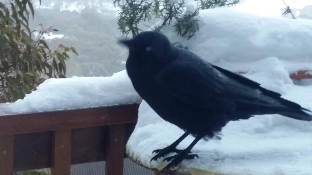 Aneeki Ski Lodge Thredbo Dış mekan fotoğraf